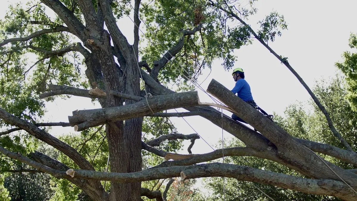 Professional Crown Thinning performed by certified arborists in South Dos Palos