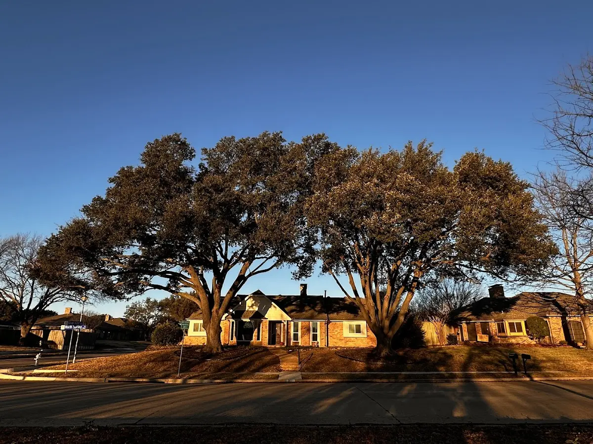 Established residential canopy tree shading a home in South Dos Palos